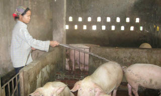 Chuỗi giá trị nông sản: Hạn chế ở mọi khâu