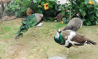 Nghỉ lễ 30/4 – 1/5, tới khám phá vườn chim nhiệt đới rực rỡ tại FLC Sầm Sơn