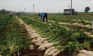 Đổi mới chuỗi cung ứng: Có giảm thiểu tình trạng “giải cứu” nông sản?