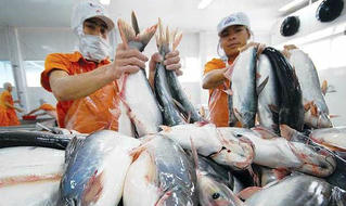 Sắp thanh tra cá da trơn Việt Nam 