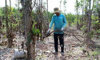 Không có việc nông dân phá tiêu còn tốt để bán rễ