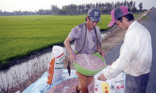 Tại sao phân bón giả vẫn hoành hành thị trường?