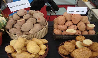 Lâm Đồng: Ngăn chặn hàng nông sản Trung Quốc giả nông sản Đà Lạt