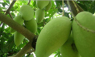 Cuộc chiến thương mại Mỹ - Trung: Xử lý không khéo sẽ ảnh hưởng tới xuất siêu