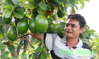 Đắk Nông: “Mùa bơ chín 2018”