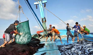 Đề xuất tăng cường truy xuất nguồn gốc thủy sản