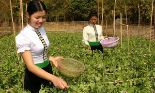 Bảo hiểm xã hội tự nguyện: “Tấm lưới” an sinh cho lao động khu vực phi chính thức