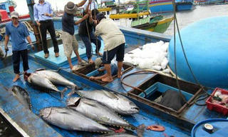 Quyết tâm gỡ “thẻ vàng” cho Thủy sản Việt Nam