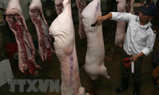 Một năm sau 'giải cứu,' giá thịt lợn hơi trong nước tăng cao kỷ lục