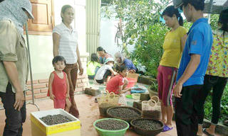 Người dân Quế Phong đổ xô hái “lộc” rừng