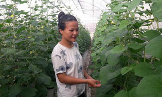Giảng viên bỏ nghề về quê trồng dưa lưới
