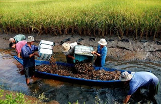 Tây Yên (Kiên Giang): Đa dạng hóa sinh kế mô hình phát triển kinh tế