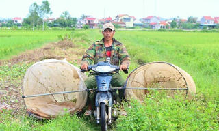 “Lộc trời” châu chấu trên đồng lúa Nghệ An
