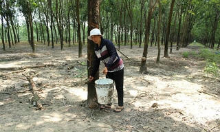 Vụ tranh chấp quyền sử dụng đất tại Đồng Nai: Bị đơn mòn mỏi chờ phiên tòa phúc thẩm