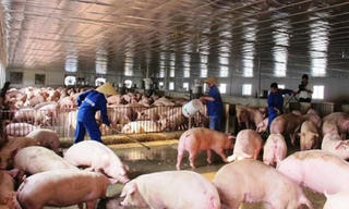 Nguy cơ dịch tả lợn châu Phi xâm nhiễm vào Việt Nam
