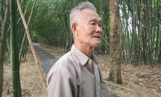 Bỏ mía trồng tre - cụ ông U80 thu lời, sống “khỏe”