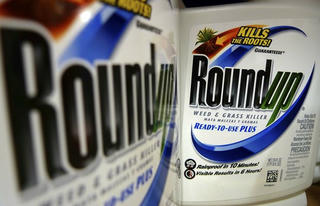 Monsanto kháng án vụ thuốc diệt cỏ Roundup