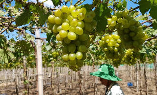 Nông trại chia sẻ: Tiềm năng phát triển bền vững tại Việt Nam