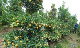 Đăng ký bảo hộ nhãn hiệu tập thể: Hà Nội cho phép sử dụng 12 địa danh 