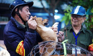 Hà Nội: Đề xuất cơ chế giải quyết vấn đề phát sinh khi bắt chó thả rông