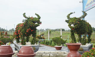 Vườn kiểng độc đáo đất Cần Thơ