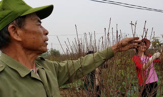 Người trồng đào Nhật Tân 'nín thở' chờ Tết