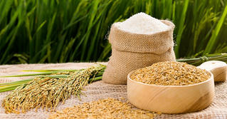 Để gạo Việt có chỗ đứng vững chắc trên thị trường quốc tế