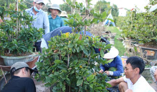 Người trồng mai Bình Định phấn khởi chờ Tết
