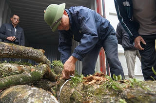 'Hồi hộp' chờ đấu giá cây sưa trăm tỷ