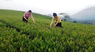 Lào Cai: Xây dựng nhãn hiệu sở hữu trí tuệ cho thêm 5 sản phẩm