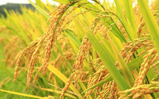 Giá gạo bắt đầu đà hồi phục