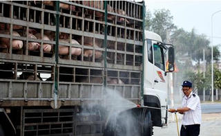 Lực lượng Quản lý thị trường “tung quân” chặn dịch tả lợn châu Phi lan vào Nam