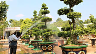 Lão nông gây dựng vườn bonsai bạc tỷ  