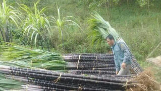 Ngành mía đường tìm hướng đi mới