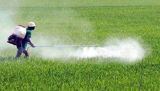 Đề xuất cấm thuốc trừ cỏ chứa Glyphosate: Cần rà soát kỹ trước khi đưa ra khỏi danh mục
