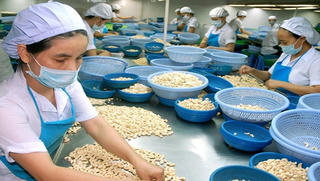 Doanh nghiệp chế biến điều “tiêu điều” vì mọt cứng