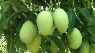 10 tấn xoài Đồng Tháp lên đường sang Hoa Kỳ
