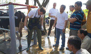 Nguồn sữa đầu vào chất lượng: Yếu tố tiên quyết làm nên chuẩn sữa tươi Cô Gái Hà Lan