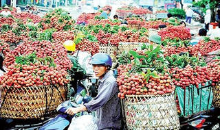 Vải thiều Lục Ngạn ra mắt người tiêu dùng Thủ đô lần thứ 4