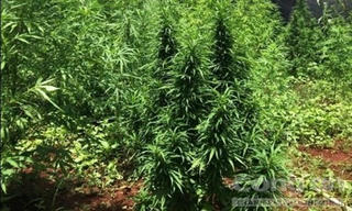 Trồng hơn 200 cây cần sa trong vườn nhà