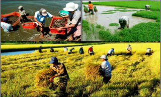 Nông nghiệp thu gần 20 tỷ USD trong nửa năm