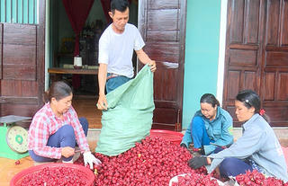 Triển vọng mô hình cây atiso đỏ ở vùng đất khô hạn