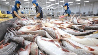 Giá cá tra xuống đáy trong vòng 10 năm: Bài học về sự phụ thuộc thị trường