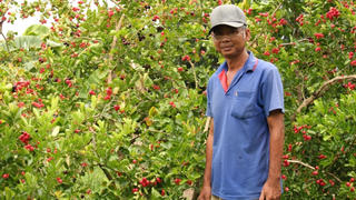 Người thương binh làm giàu từ vườn cây Si rô