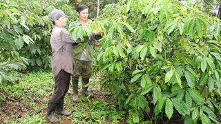 Cho Tây Nguyên thêm xanh