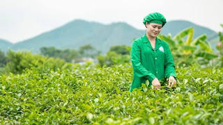 Tâm Trà Thái: Doanh nghiệp bảo tồn phát triển giống trà cổ trên vùng đất Tân Cương