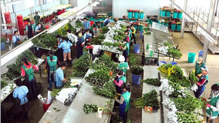 Vì sao hoa Đà Lạt không thể “nở” trên đất người?