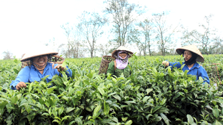 Sắp xếp, đổi mới hoạt động các công ty nông lâm nghiệp: Không nhất thiết phải dàn hàng ngang