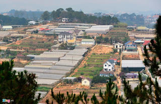 Đà Lạt 'ngộp thở' vì nhà kính