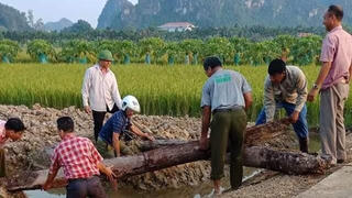 Phát hiện cọc gỗ nghìn năm tuổi bên sông Bạch Đằng